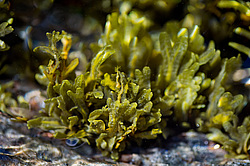 ��� ���-�������, ��������� - ������ ( Fucus distichus) �� ������ �������� ������ ���� � ������ ���-��������