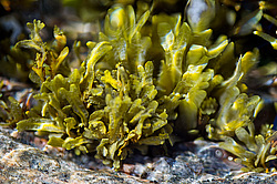 ��� ���-�������, ��������� - ������ ( Fucus distichus) �� ������ �������� ������ ���� � ������ ���-��������