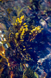 ��� ���-�������, ��������� - ������ ( Fucus distichus) �� ������ �������� ������ ���� � ������ ���-��������