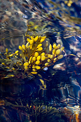 ��� ���-�������, ��������� - ������ ( Fucus distichus) �� ������ �������� ������ ���� � ������ ���-��������