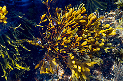 ��� ���-�������, ��������� - ������ ( Fucus distichus) �� ������ �������� ������ ���� � ������ ���-��������
