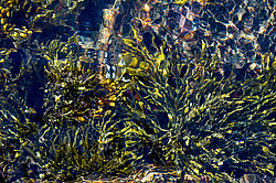 ��� ���-�������, ��������� - ������ ( Fucus distichus) �� ������ �������� ������ ���� � ������ ���-��������