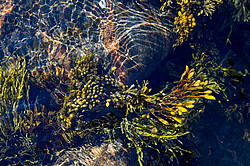 ��� ���-�������, ��������� - ������ ( Fucus distichus) �� ������ �������� ������ ���� � ������ ���-��������