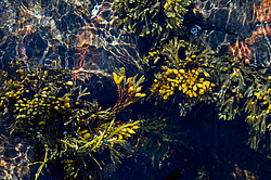 ��� ���-�������, ��������� - ������ ( Fucus distichus) �� ������ �������� ������ ���� � ������ ���-��������