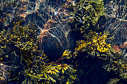 ��� ���-�������, ��������� - ������ ( Fucus distichus) �� ������ �������� ������ ���� � ������ ���-��������