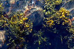 ��� ���-�������, ��������� - ������ ( Fucus distichus) �� ������ �������� ������ ���� � ������ ���-��������