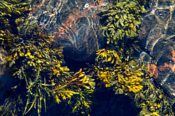 ��� ���-�������, ��������� - ������ ( Fucus distichus) �� ������ �������� ������ ���� � ������ ���-��������