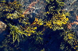 ��� ���-�������, ��������� - ������ ( Fucus distichus) �� ������ �������� ������ ���� � ������ ���-��������