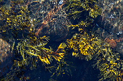 ��� ���-�������, ��������� - ������ ( Fucus distichus) �� ������ �������� ������ ���� � ������ ���-��������