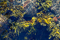 ��� ���-�������, ��������� - ������ ( Fucus distichus) �� ������ �������� ������ ���� � ������ ���-��������