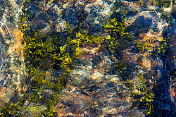 ��� ���-�������, ��������� - ������ ( Fucus distichus) �� ������ �������� ������ ���� � ������ ���-��������