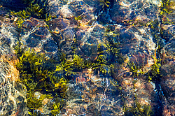 ��� ���-�������, ��������� - ������ ( Fucus distichus) �� ������ �������� ������ ���� � ������ ���-��������