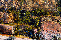 ��� ���-�������, ��������� - ������ ( Fucus distichus) �� ������ �������� ������ ���� � ������ ���-��������