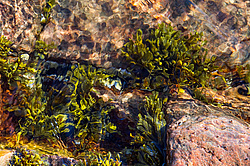 ��� ���-�������, ��������� - ������ ( Fucus distichus) �� ������ �������� ������ ���� � ������ ���-��������