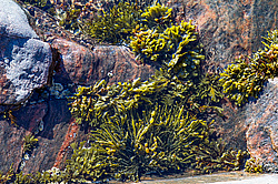 ��� ���-�������, ��������� - ������ ( Fucus distichus) �� ������ �������� ������ ���� � ������ ���-��������