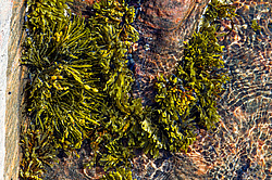 ��� ���-�������, ��������� - ������ ( Fucus distichus) �� ������ �������� ������ ���� � ������ ���-��������