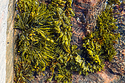 ��� ���-�������, ��������� - ������ ( Fucus distichus) �� ������ �������� ������ ���� � ������ ���-��������