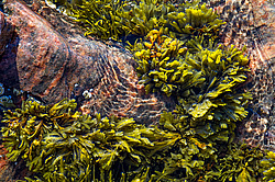 ��� ���-�������, ��������� - ������ ( Fucus distichus) �� ������ �������� ������ ���� � ������ ���-��������