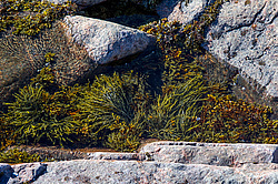 ��� ���-�������, ��������� - ������ ( Fucus distichus) �� ������ �������� ������ ���� � ������ ���-��������