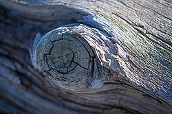 ��� ���-�������, ������� ��������� - ����������� ������ ��������