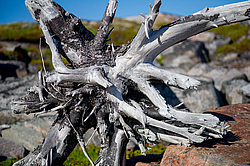 ��� ���-�������, ������� ��������� - ����������� ������ ��������