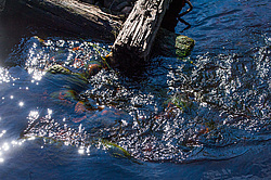 ������ ����� �������� ������� � ������ ���-��������