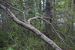 ����������� �������. ��������, ������� ����