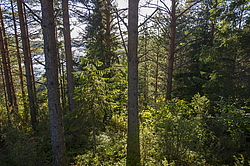 ����������� �������. ��������, ������� ���