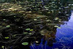 ����������� �������. ���������, ������ ���� �����.