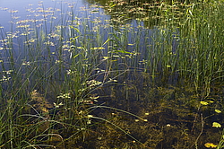 ����������� �������. ����������� ���������� - ����������