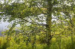 ����������� �������. ����������� ���������� - ����������