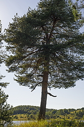 ����������� �������. ����������� ���������� - ����������