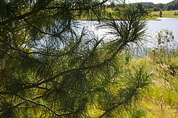 ����������� �������. ����������� ���������� - ����������