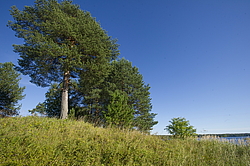 ����������� �������. ����������� ���������� - ����������