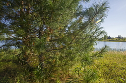 ����������� �������. ����������� ���������� - ����������