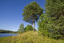 ����������� �������. ����������� ���������� - ����������