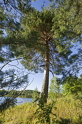 ����������� �������. ����������� ���������� - ����������