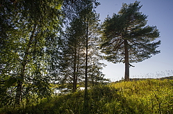 ����������� �������. ����������� ���������� - ����������