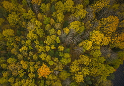 ����������� �������, ������� ��������������. ����������