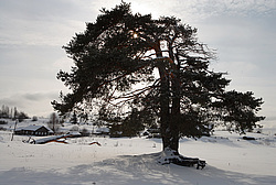 ��������, ������� ������ (����������� ������)