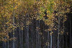 ������������� �������. ����������� �������, ������� ��������