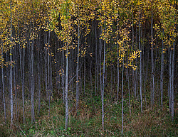 ������������� �������. ����������� �������, ������� ��������