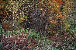 ������������� �������. ����������� �������, ������� ��������