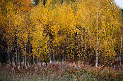 ������������� �������. ����������� �������, ������� ��������