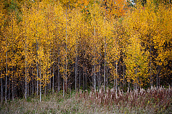 ������������� �������. ����������� �������, ������� ��������