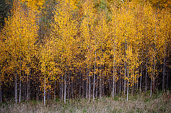 ������������� �������. ����������� �������, ������� ��������