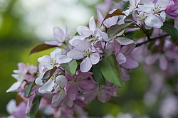 ������ �������� (Malus domestica), ������������, ���. ������������ ���, ������, ������