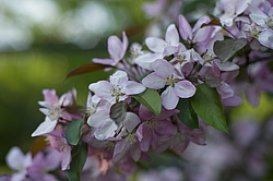 ������ �������� (Malus domestica), ������������, ���. ������������ ���, ������, ������