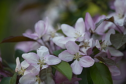 ������ �������� (Malus domestica), ������������, ���. ������������ ���, ������, ������