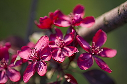 ������ �������� (Malus domestica), ������������, ������. ������������ ���, ������, ������